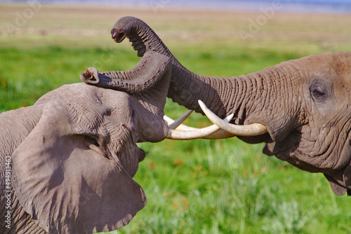 Photography African bush elephants fighting in a field on a sunny day in Kenya