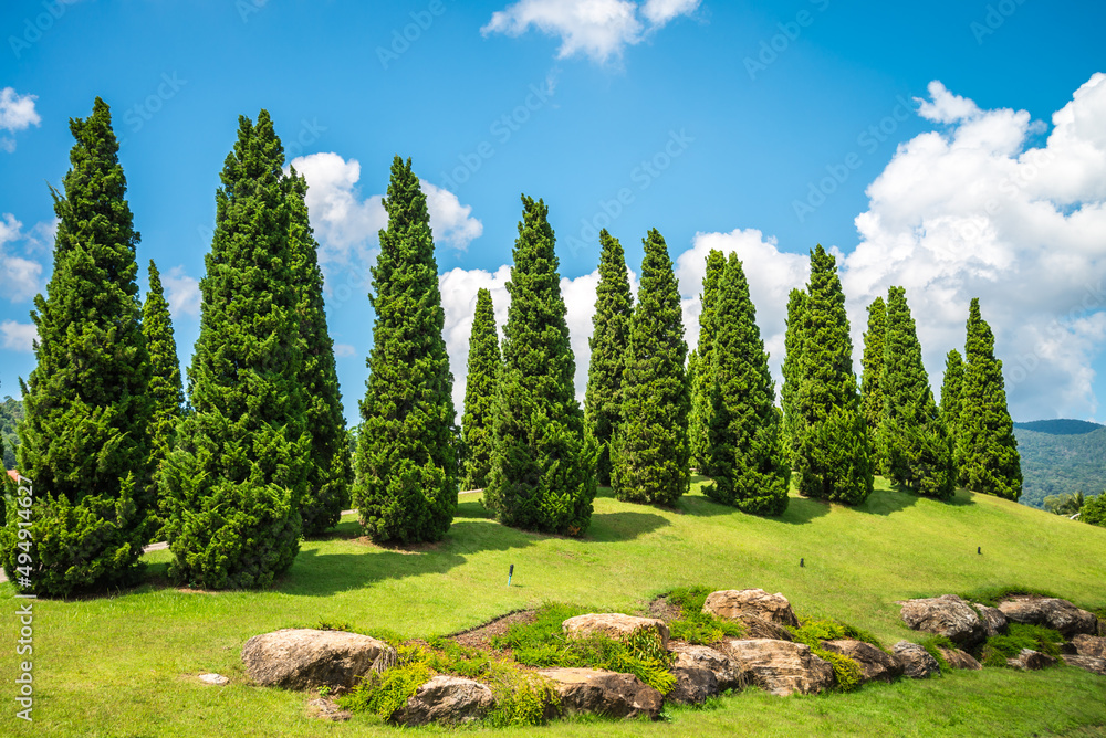 Beautiful pine tree in big green park garden - Chiang mai, Thailand. Green nature, outdoor concept.