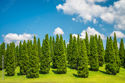 Beautiful pine tree in big park gardening sunny day background - Chiang mai, Thailand. Green nature and save environmental concept.
