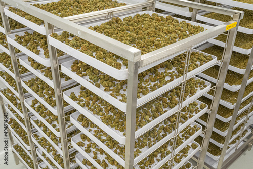 Obraz na plátně A large number of cannabis buds at indoor legal farm