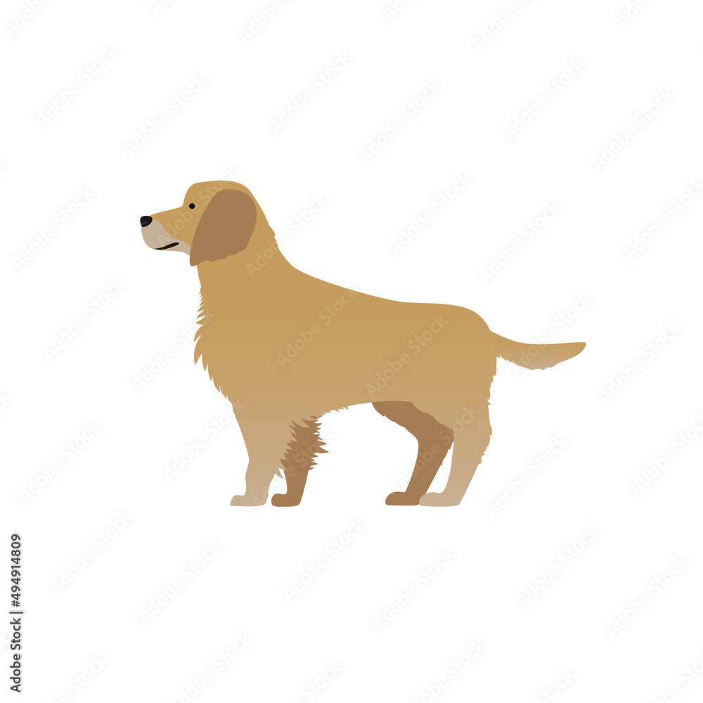golden Retriever golden Retriever
