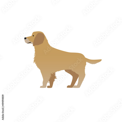 golden Retriever