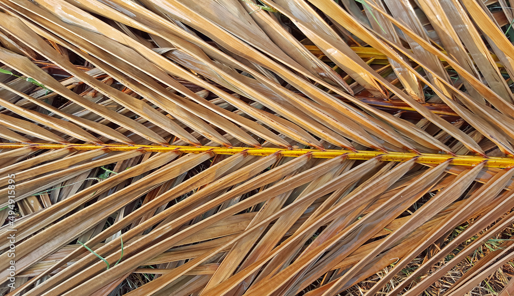 Fototapeta premium coconut leaves dried and wet