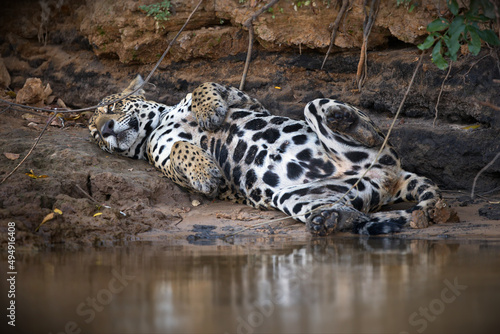 Fototapeta Closeup of a spotted jaguar resting on the shore of a lake in Pantanal, Brazil