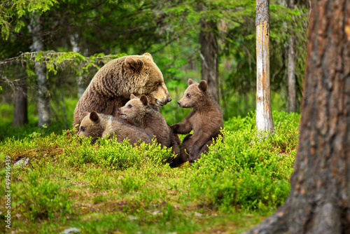 Grizzly bear with its babies in a forest covered in greenery in Finlan photo