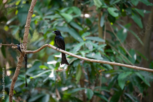 Black drongo