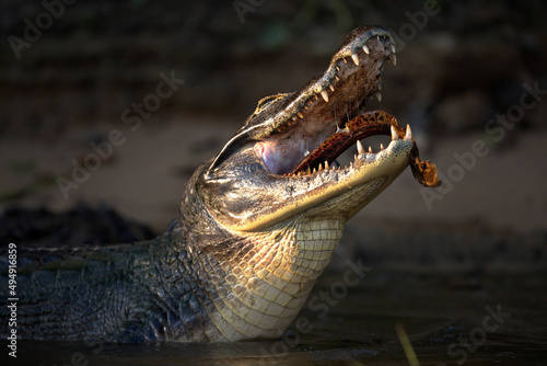 Foto Closeup of an alligator devouring fish in a pond in Pantanal, Brazil