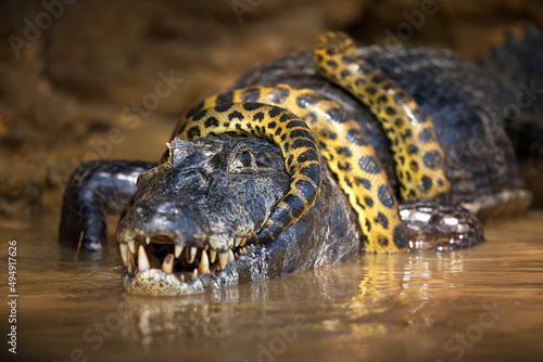 Closeup of an anaconda snake wrapped around an alligator in a pond in Pantanal, Brazil