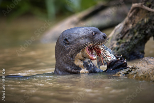 Wet mongoose caught the fish in the water in Pantanal, Brasil photo