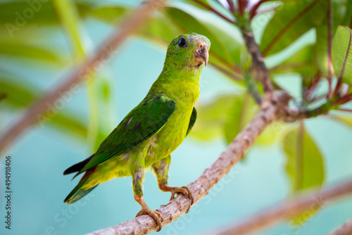 Blue - crowned hanging parrot