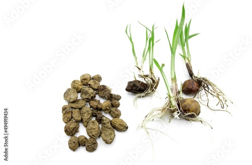 Seeds of Cyperus esculentus, chufas hydrated and germinated Valencian tigernuts on white background photo