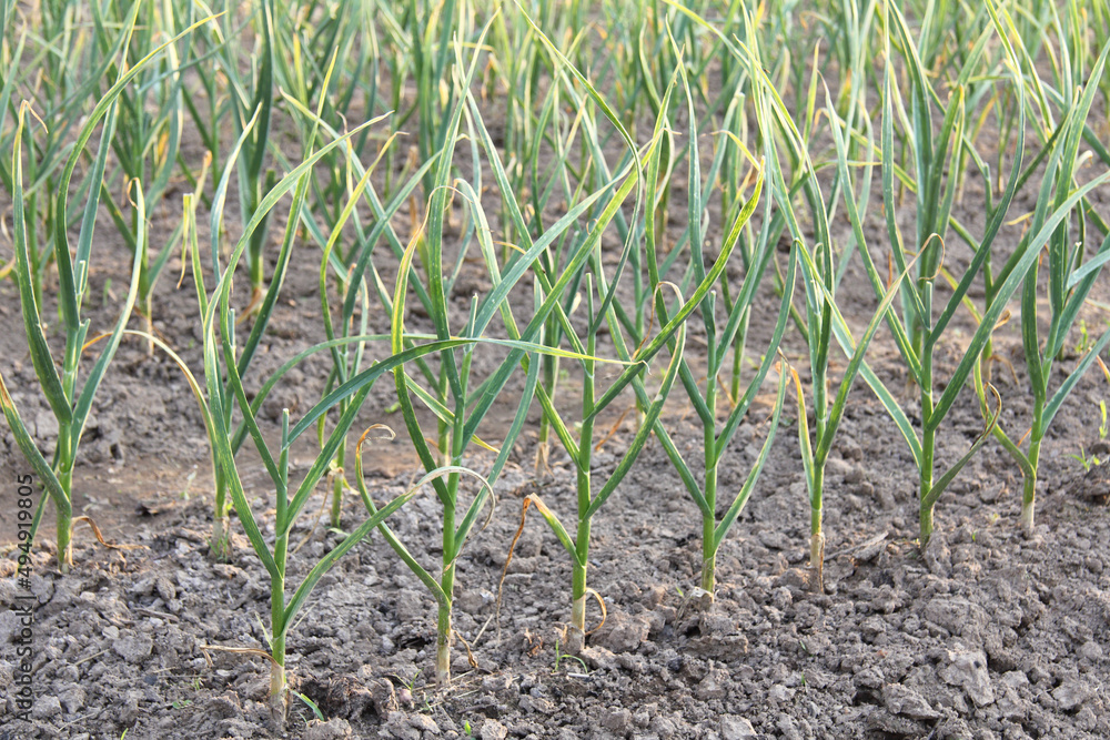 rows of green garlic sprouts in the garden close-up. growing healthy vegetables rows of green garlic sprouts in the garden close-up. growing healthy vegetables