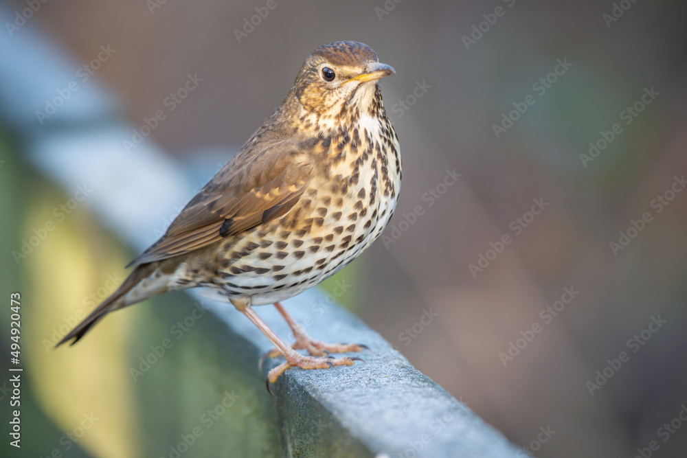 Perched Song Thrust in Winter on frosty fence Perched Song Thrust in Winter on frosty fence