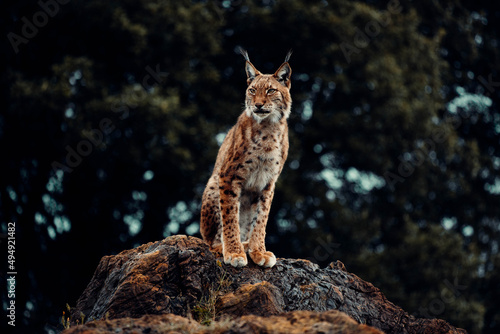 Beautiful view of a Eurasian lynx cat standing on a rock with dark forest background photo