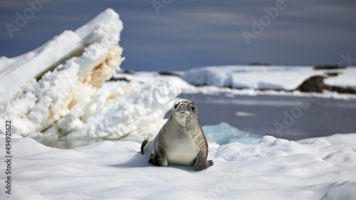 Closeup of a Crabeater seal on the ice on a sunny day in Antarctica photo