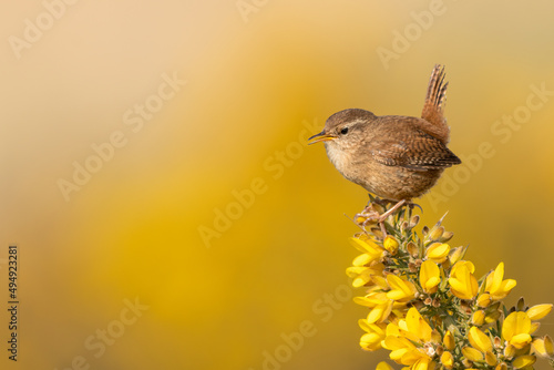 Fotografie Eurasian wren (Troglodytes troglodytes) perched on a gorse bush in Spring, Suffolk coast, UK