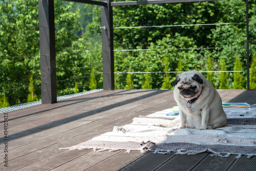 Sad tired dog pug sitting on a wooden terrace. Lazy fat pug doing exercises outdoors. A sad cute pug sits on a mat on a sunny summer day.