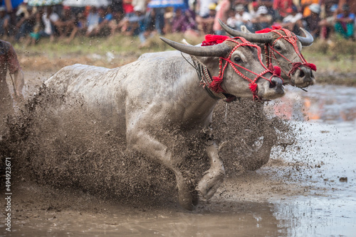 Ox racing in the mud in Indonesia photo