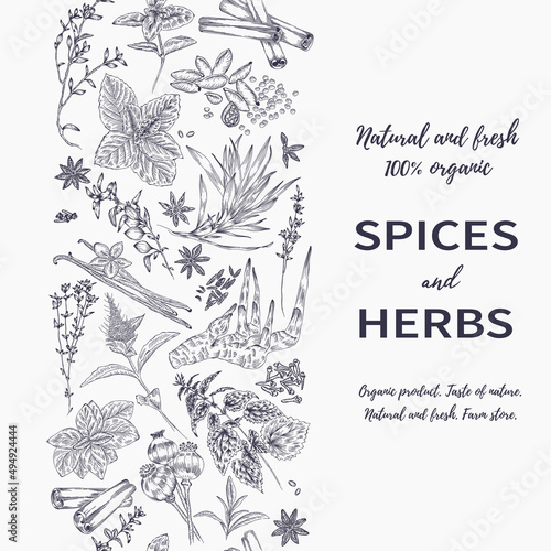 A set of spices, herbs and spices. Hand drawing. Vector for menu, restaurant,
food and kitchen design.