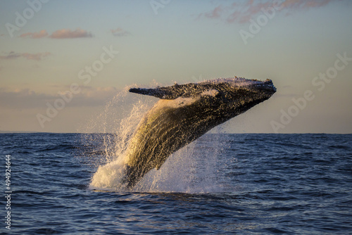 Foto Humpback whale breach off the northern beaches of Sydney, Australia