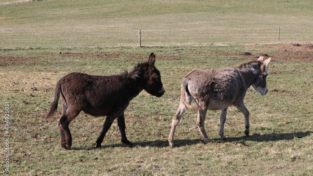 Esel beim fressen auf der weide in Bayern Esel beim fressen auf der weide in Bayern