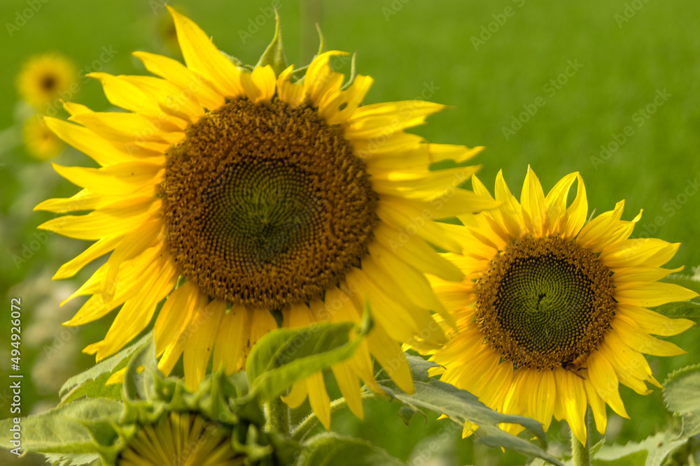 Fototapeta premium Sun flower