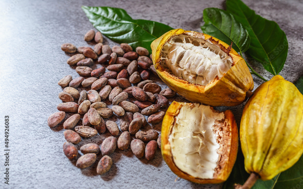 Fototapeta premium Cocoa Beans and Cocoa Fruits with raw Cocoa