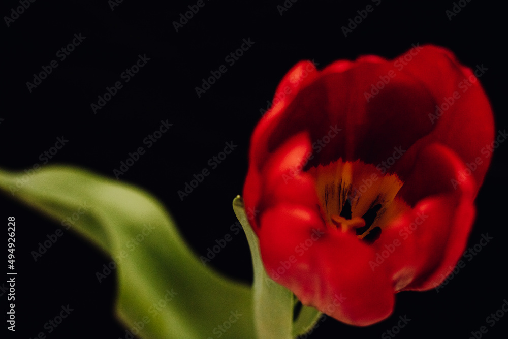 Fototapeta premium Bud of a red tulip on a black background. One tulip bud close up. bokeh