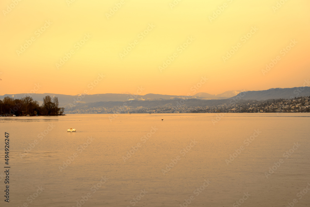 Lake Zürich seen from City of Zürich with orange sky because of Sahara dust with swan couple on a spring day. Photo taken March 15th, 2022, Zurich, Switzerland.