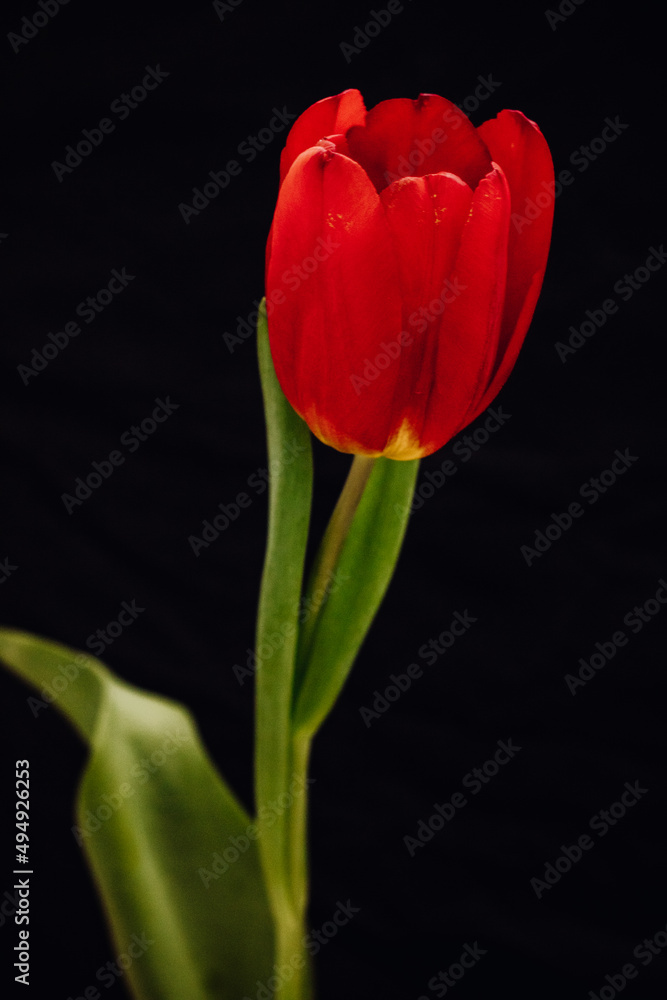 Bud of a red tulip on a black background.
One tulip bud close up. bokeh Bud of a red tulip on a black background.
One tulip bud close up. bokeh