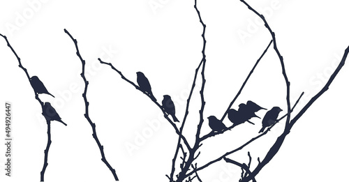 silhouette of a tree and birds