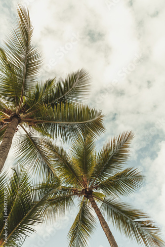 Palm trees are under cloudy sky  vertical photo