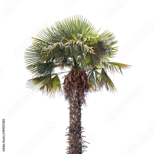 Chinese windmill palm tree isolated on white photo