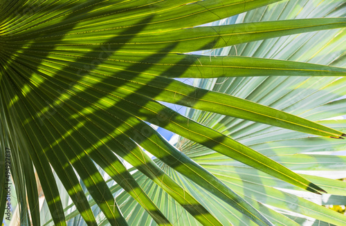 Fresh palm leaves on a sunny day