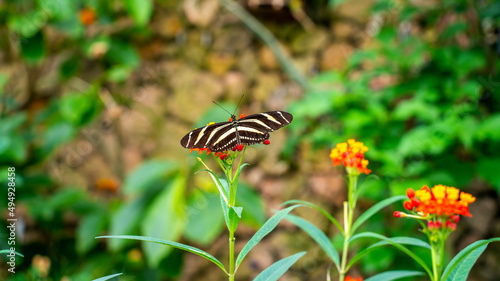 Close up of Zebra longwing butterfly (Heliconius charithonia)
