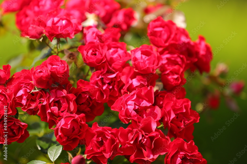 bright red roses on a green background on a warm summer day