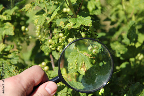 currant bushes with green berries and a blurred silhouette of a hand with a magnifying glass in the foreground. inspection of damage and pests