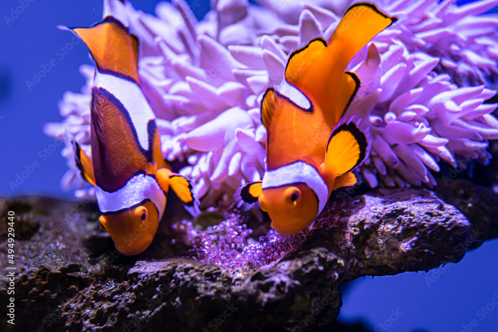 Φωτογραφία Clownfish Parents Caring for Eggs