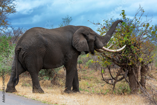 Elephant with large tusks graze on mopani tree