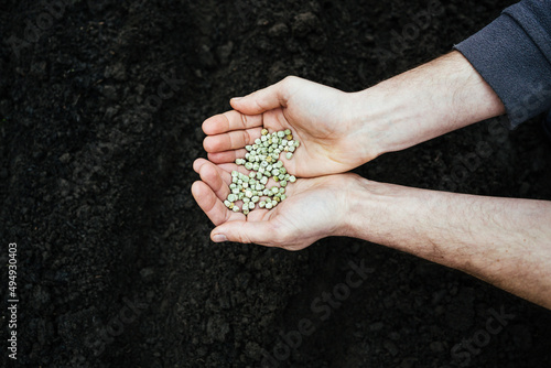 man holding a handful of pea seeds for cultivation in the ground.
