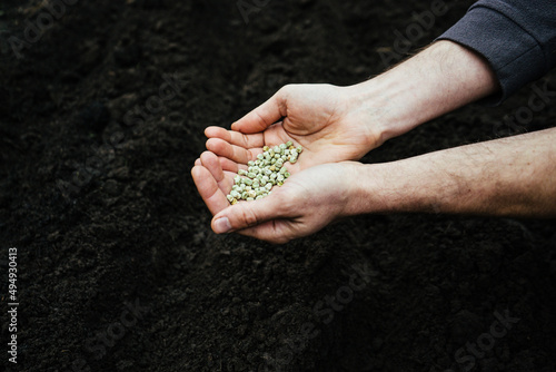 man holding a handful of pea seeds for cultivation in the ground 1