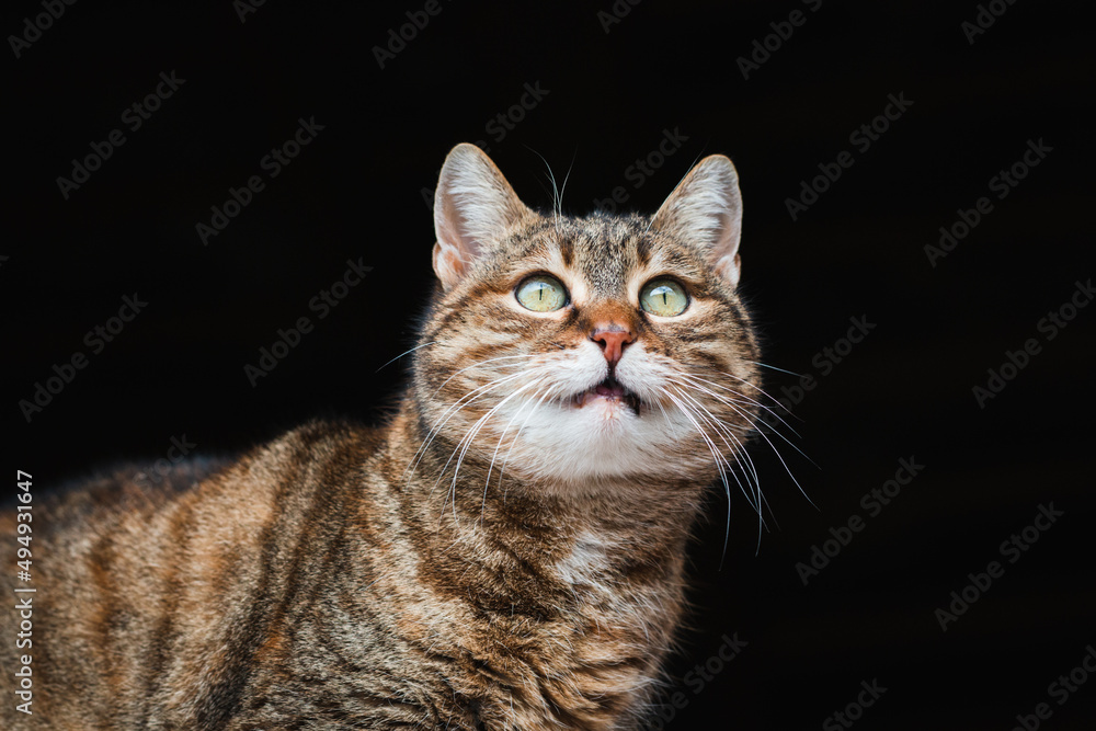 Low angle view of very beautiful tabby cat staring with its big green eyes, against dark background, close-up