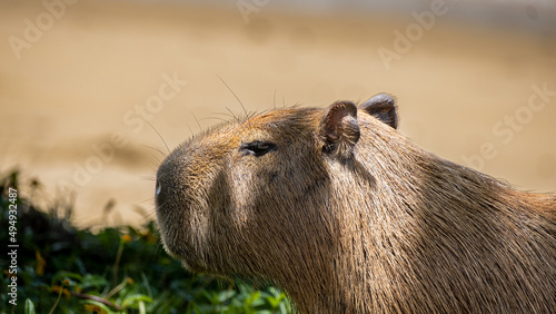 Carpincho capibara capybara Hydrochoerus hydrochaeris, chiguire in profile