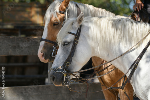 A white and brown horses in a leather strap