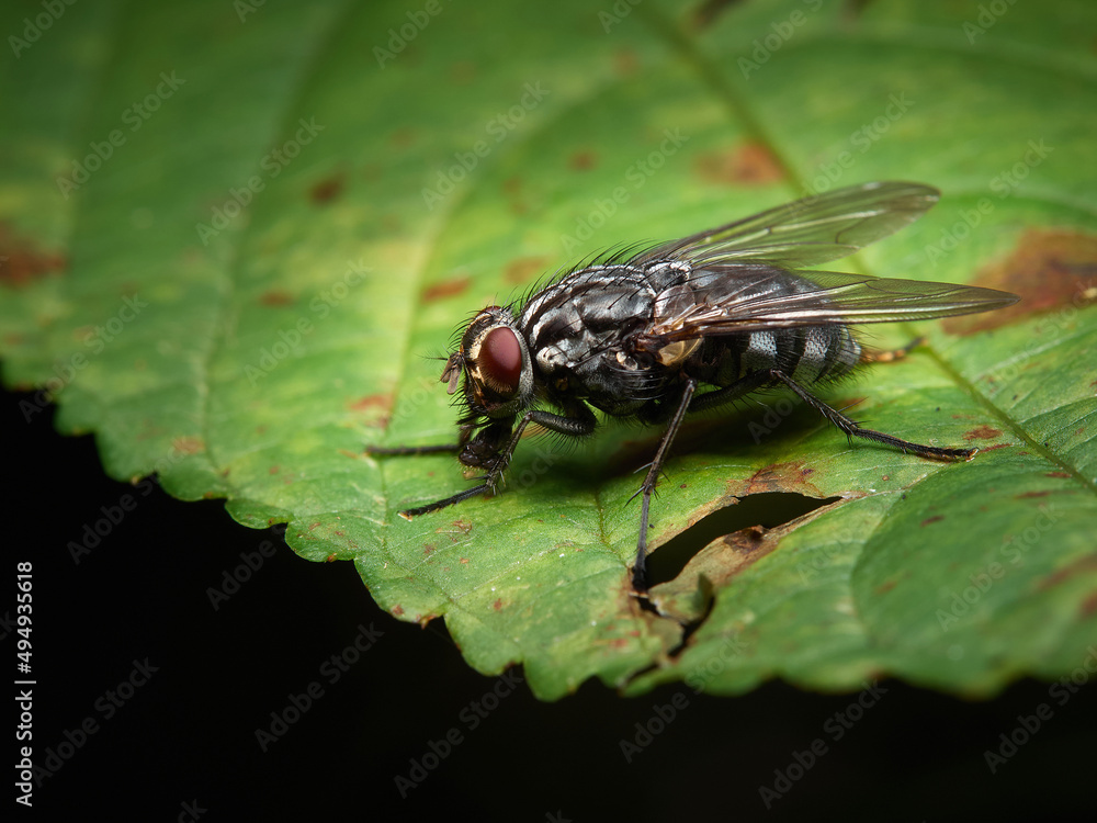 A colorful fly perched on a green leaf in close-up A colorful fly perched on a green leaf in close-up