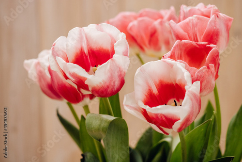 Bouquet with beautiful and fresh pink and white tulips on a light background. Buds of white and pink tulips. One tulip bud close up. Bokeh