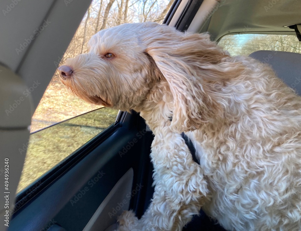 Goldendoodle dog enjoying car ride Goldendoodle dog enjoying car ride