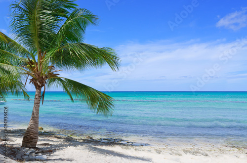 Travel background with Caribbean sea and palm trees.