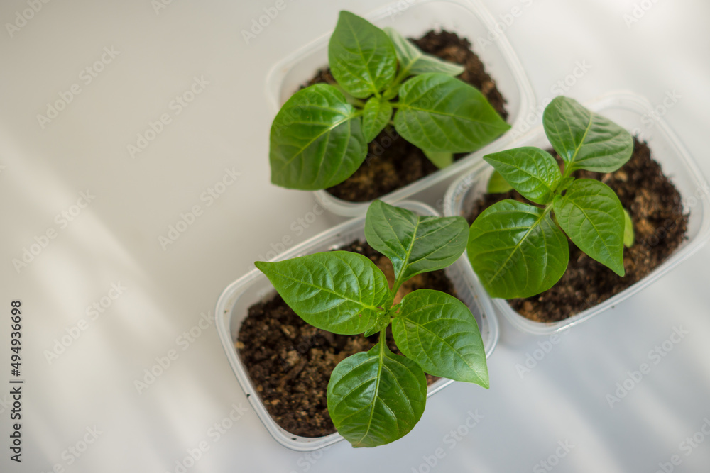 pepper seedlings in a plastic container pepper seedlings in a plastic container
