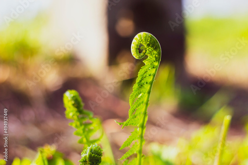 Green fern in a sunshine